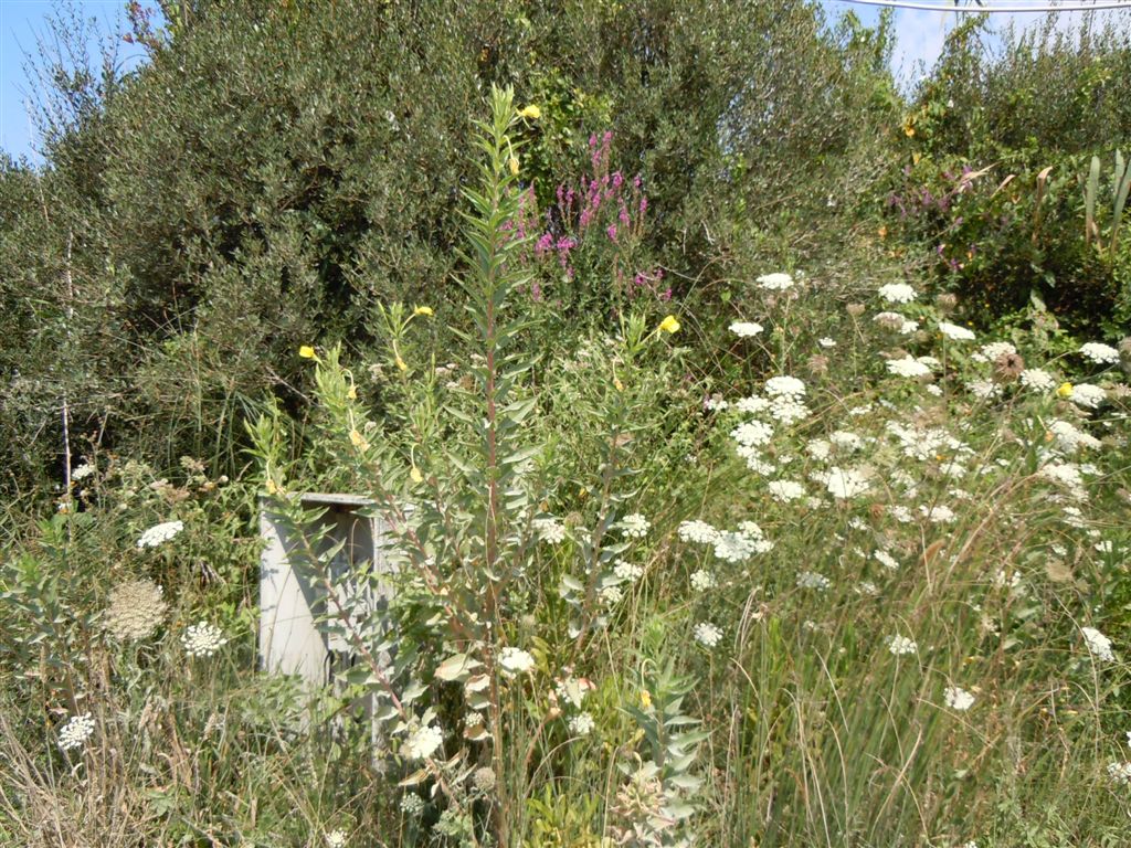 Oenothera sp. (Myrtales - Onagraceae)